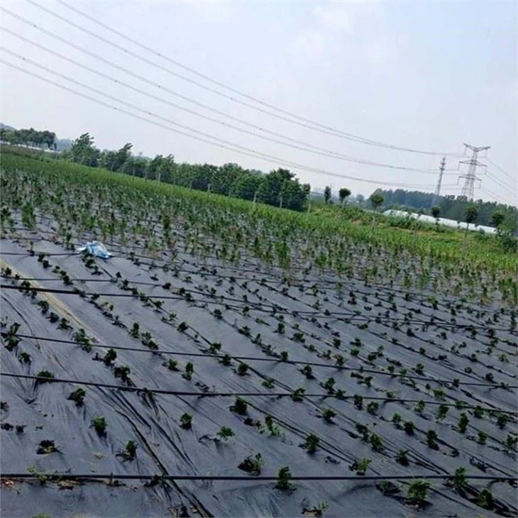 Agricultural Mulch Film