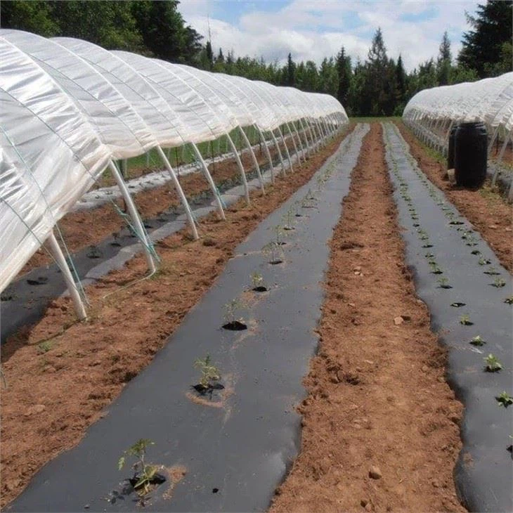 Agricultural Mulch Film