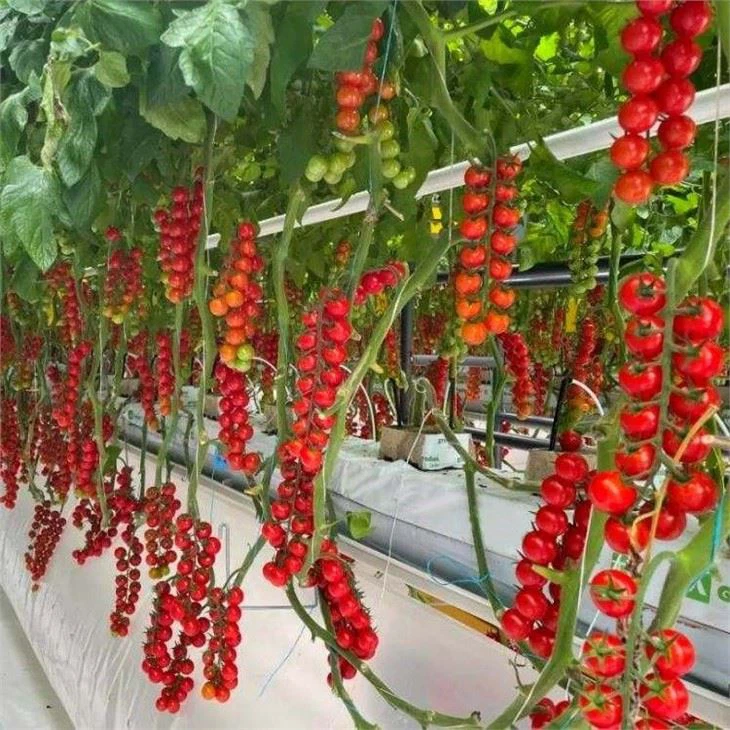 Drip Irrigation For Tomatoes