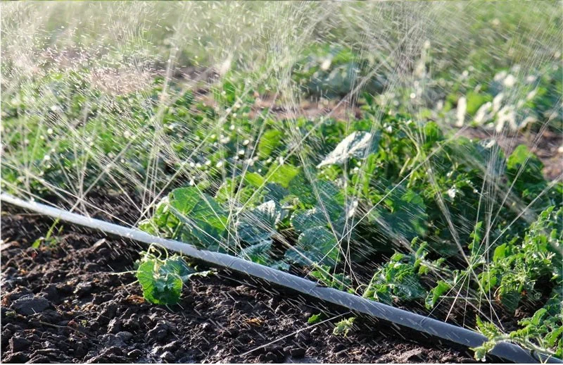 water hose water hose